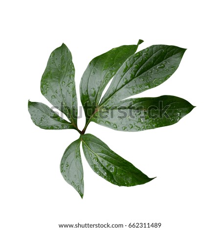 Lush green leaves with water drops after rain isolated on white background