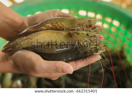 Soft focus image. Shrimp Industry Variety is a shrimp farming business to export, generate income, stimulate the economy. Available both inside and outside the country. Cooked with delicious food.