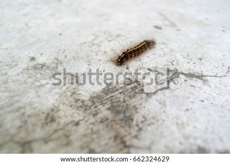 An itchy worm on the cement floor