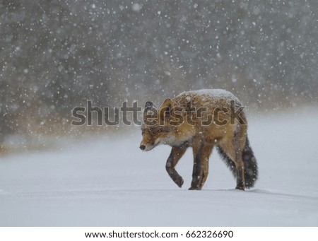 Red fox iin a winter landscape.,