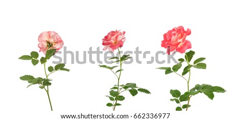 Set of beautiful pink roses for design isolated on white background