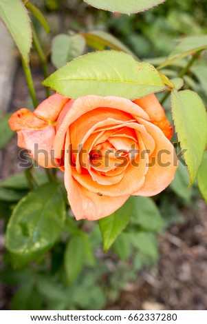 Orange rose in the garden and leaves