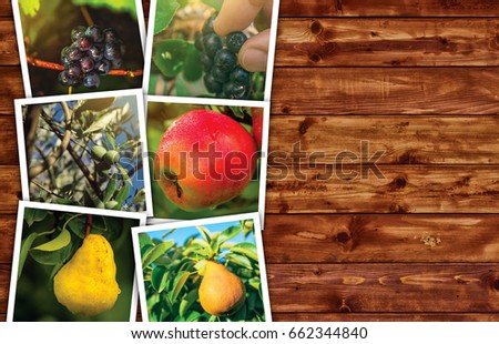 Organic fruit production, photo collage with copy space - various fruit produce photography on wooden surface, top view