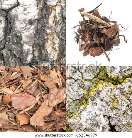 Set of Natural Bark Backgrounds. Old Forest Tree Barks Collection. Wood Chips on White Background