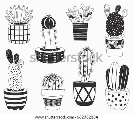 Cactus potted plants collections