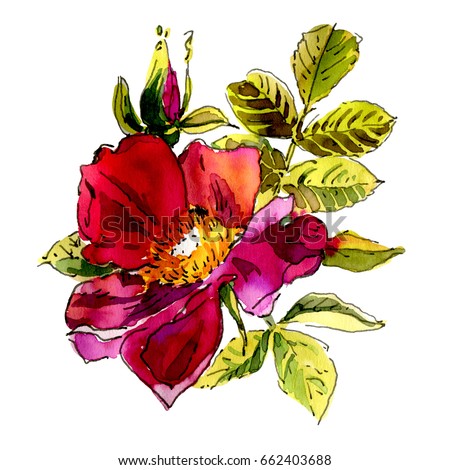 Watercolor flowers  isolated on a white background. Dog rose. Hand-drawn illustration. 