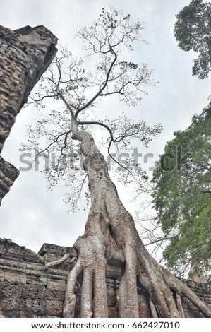 Giant climbing tree in Ta Prohm, Angkor, Cambodia