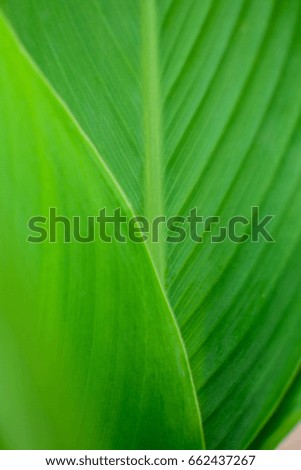 leaf green layout for nature background 