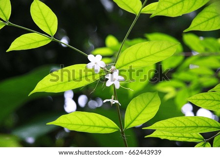 Light green leaves with blurred background.