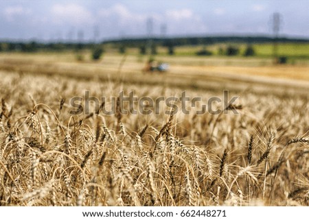 big golden corn field and blue sky 