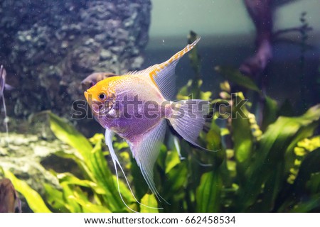 Tropical freshwater fish in the aquarium. Such fish like to draw children, artists and website designers.