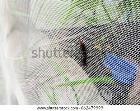 Grass worm climbing on a white mesh