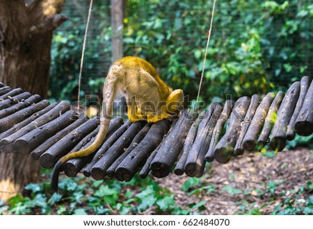 back view of a squirrel monkey (Saimiri sciureus) looking for something in a Zoo