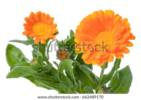Close-up Calendula. Flowers with leaves isolated on white
