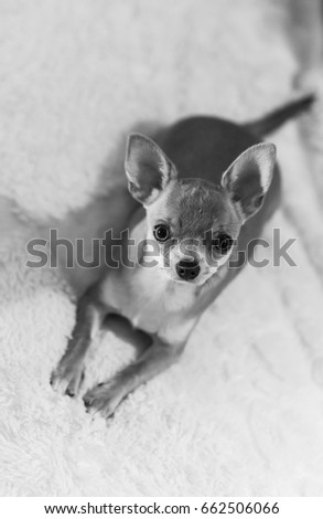 Funny chihuahua on the sofa. Cute short-haired white color miniature Chihuahua. Chihuahua black & white photo