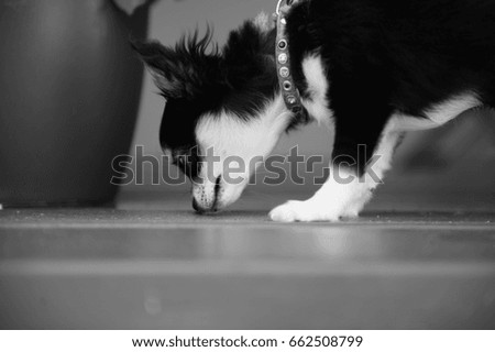A puppy sniffing around.