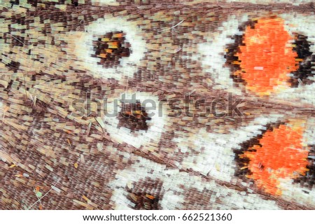 Extreme magnification - Butterfly wing under the microscope