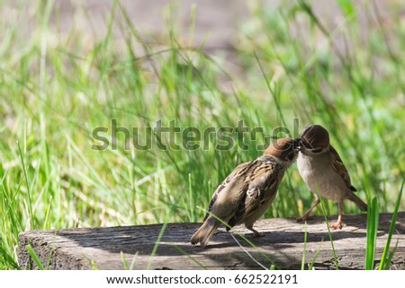 Sparrow feeding nestling