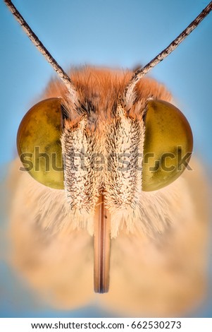 Extreme magnification - Butterfly head