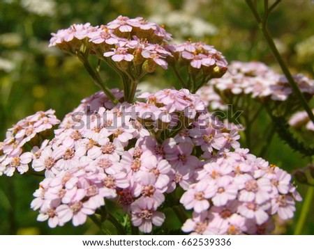 macro photo background with medicinal plants of yarrow flowers with petals pink hue as the source for design, advertising, print, decor, photo shop