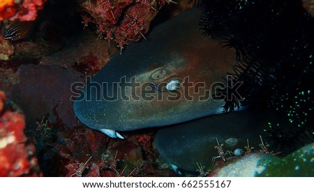 Closeup with reef shark or nurse shark with Durban hinge-beak shrimp during a leisure dive  underwater diving Kota Kinabalu, Sabah. Malaysia, Borneo. The Land Below The Wind.
