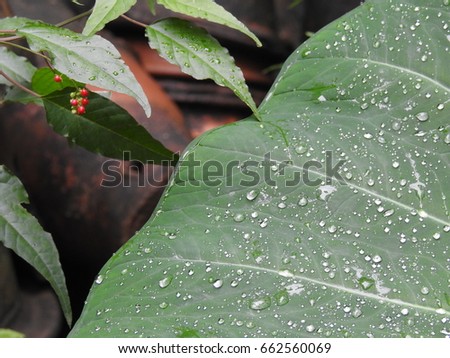 Big Taro leafs, elephant-ear leaves, Colocasia, Alocasia macrorrhizos, Xanthosoma