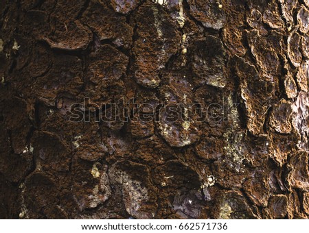 Brown bark texture on a tree
