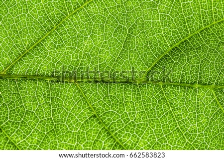  green leaf, macro, zoom blur Royalty-Free Stock Photo #662583823