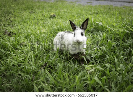 White Rabbit eating grass