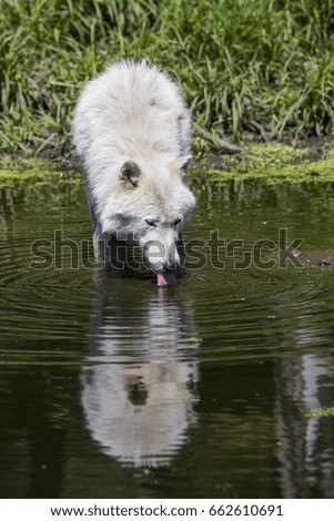  Arctic Wolf Reflection, Drinking Out of a Stream