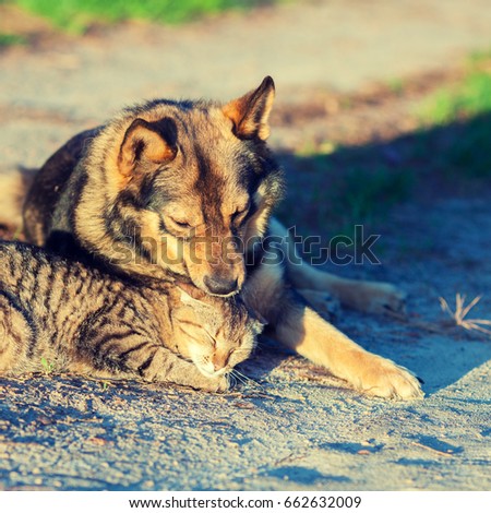 Dog and cat best friends playing together outdoor. Dog lying on the cat back  