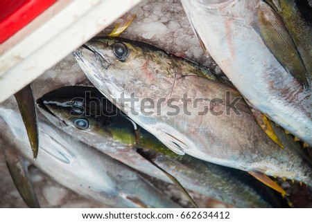 Tuna fresh fish for sale at Fish market in Male,Maldives