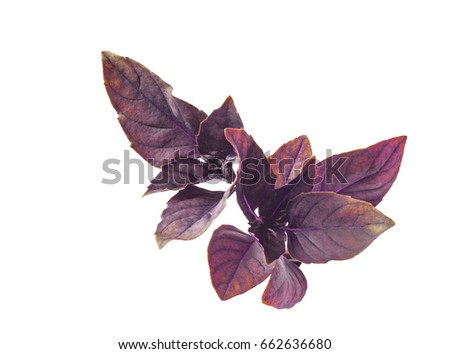 Leaves of red basil isolated on white background