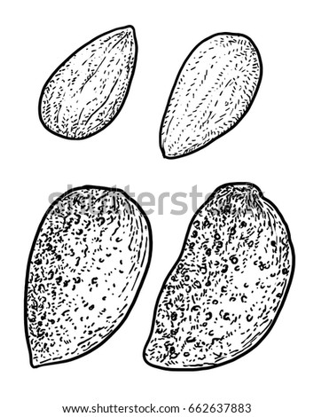 Almond illustration, drawing, engraving, ink, line art, vector