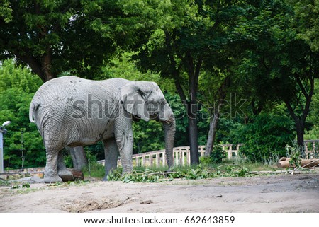 Big and beautiful elephant