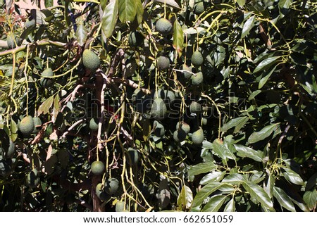 Avocado tree picture. Garden with fruits
