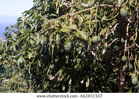 Avocado tree picture. Garden with fruits