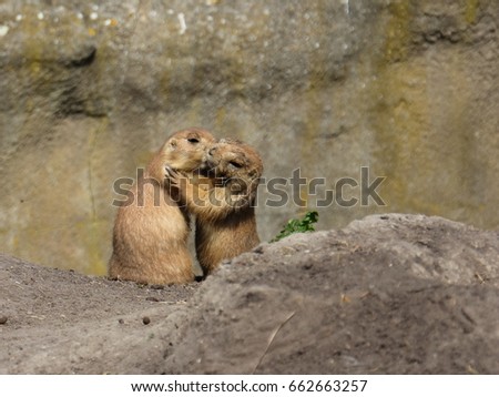 Cute prairie dogs are hugging and kissing, animal love
