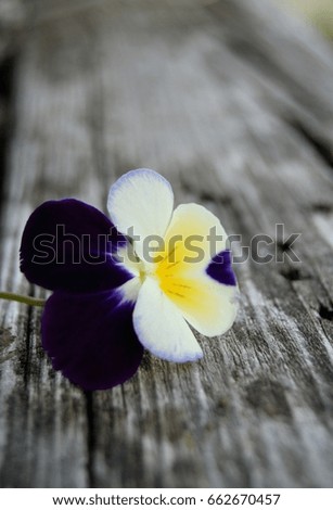 Pansy flower on wooden background