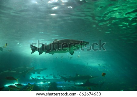 Sharks and variety of fishes swimming in a fish keeper of an aquarium