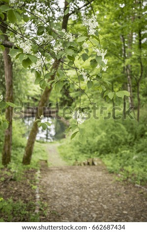 Beautiful branches of blossoming white bird cherry (prunus padus) in the park on the background of the old cobbled road, steps and lake.