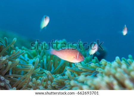 Underwater picture of Pink Skunk Clownfish (Amphiprion perideraion)