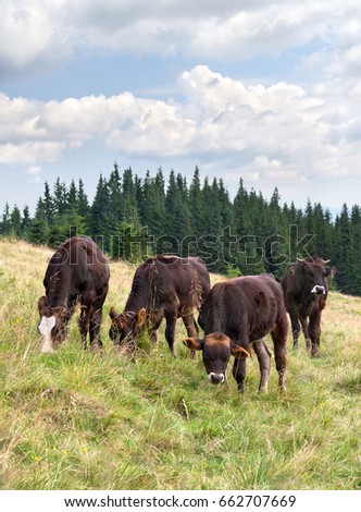 Brown calves on meadow in mountains on background of cloudy sky