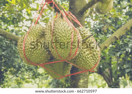 The king of fruit on the tree in thailand