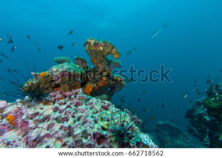 underwater picture of coral reef on the rock in the blue water