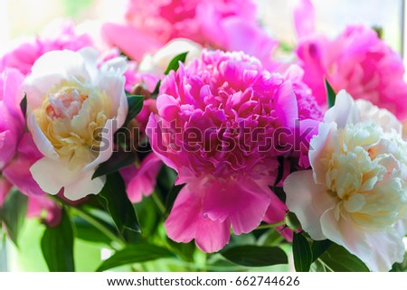 white and pink peonies petals of buds
