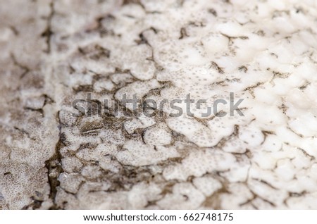 Picture of close up of skin fish, texture.