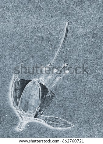 dried flower on the old paper texture, x-ray negative photo effect