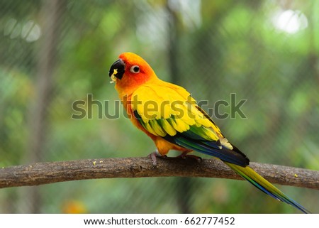 Beautiful parrot eating food on tree branch.Sun Conure.