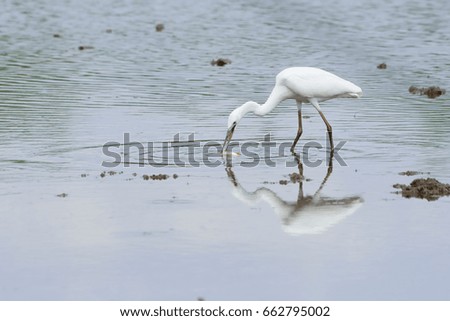 white egret looking for food
